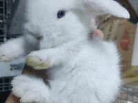 Hollanda lop tavşan