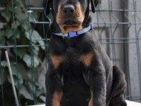 A şecereli doberman yavrular