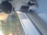 Tekir kedi