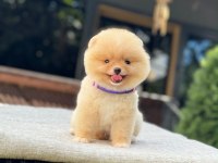 Yavru Pomeranian Boolarımız