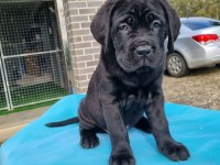 Özel seçim dev gibi cane corso bebekler