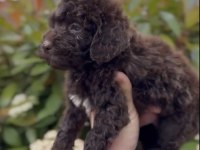 2.5 aylık toy poodle