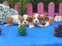 Çok sevimli cavalier king charles yavrularımız