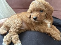 Sevimli Maltipoo Yavruları Yeni Ailelerini Bekliyor!