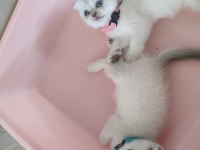 Yavrular Yeni Yuvalarına Hazır