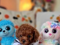 Şecereli Mini Boy Kore Toy Poodle Yavrularımız