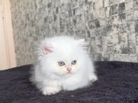 British longhair disi