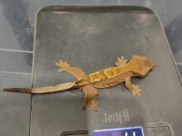 Crested Gecko
