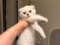 Uyguna scottish fold