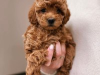 A KALİTE MALTİPOO YAVRULARIMIZ