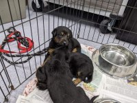 Ev ortamı sağlıklı Rottweiler yavrular