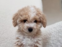 Kore maltipoo yavrular özel olmak isteyenlere özel