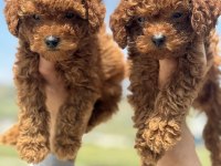 Ankaranın en seçkin toy poodle yavruları