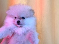Pomeranian boo teddy bear