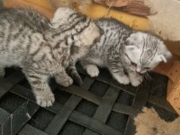16 nisan doğumlu yavrular scottish fold