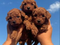 Red Brown Toy Poodle Kahverengi Yavrular 