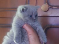 Sevimli british shorthair bebekler