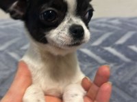 4 aylık erkek şecereli anne babadan chihuahua