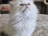 British Shorthair Ve British Longhair Erkek Ve Dişi