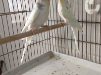 Çıtır Çıtır Sıcak Sıcak İmalattan Halka Muhabbet Kuşlar