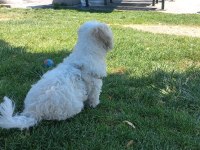 MALTİPOO 4 AYLIK