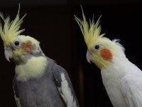 Sultan Papağanı Bebek Yetişkin