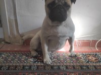 6 aylık pug