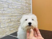 MALTESE CİNSİ YAVRUMUZ TESLİME HAZIR
