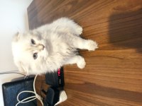 Beyaz prens scottish fold yuva arıyor