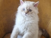 Yavru british longhair