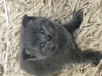 1 aylık british shorthair yavrular