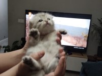 Scottish fold yavru kedimiz