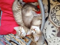 British Shorthair ve British Golden Yavrularımız