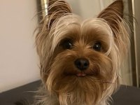 Teacup morkie büyümesi boyutu durdu