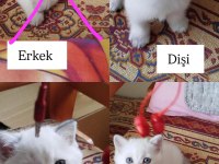 Ev ortamında yetiştirilmiş safkan british bebekler