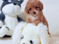 Mini toy poodle kore kan