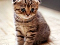 3 Aylık Yavru Scottish Fold Kedisi
