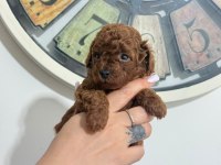 TOY POODLE YAVRULARI DİŞİ