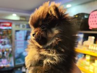 Pomeranian boo 3 aylık