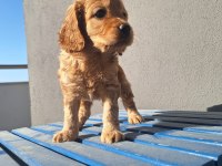 Maltipoo bebeler sevimli hareketli