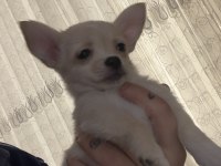 4 Aylık Teacup Chihuahua Yavrular