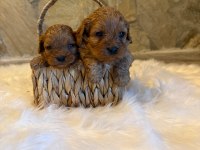 Maltipoo yavrularımız dişi erkek mevcut