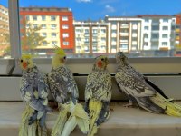 Ev Üretimi Sultan Papağanı Yavruları 5 & 3.5 Aylık