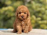 Baby face poodle yavrularımız