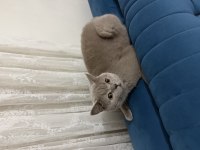 Ücretsiz British Shorthair Sahiplendirme