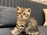 British shorthair kedimiz