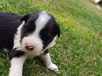 Ev üretimi border collie yavruları