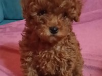 Anne altından orjinal poodle bebekler