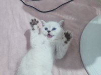 Scottish fold yavrular