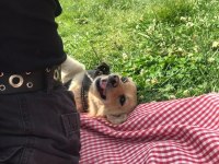 Jack russell melezi balım yeni yuva arıyor